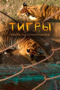 Фильм Тигры: Охота на браконьеров (2020)